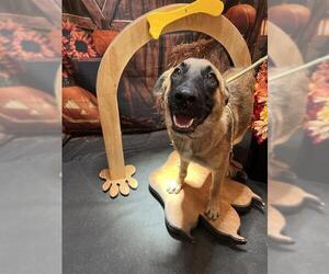 Mutt Dogs for adoption in Globe, AZ, USA