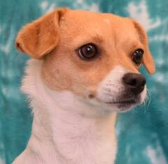 Dachshund Dogs for adoption in Eureka, CA, USA