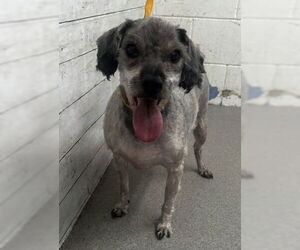 Mutt Dogs for adoption in San Bernardino, CA, USA