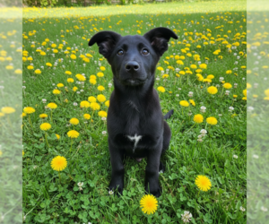German Shepherd Dog-Unknown Mix Dogs for adoption in MIDWAY, UT, USA