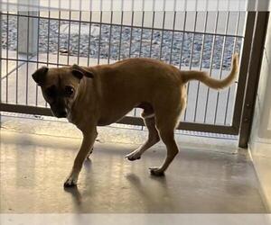 Chihuahua Dogs for adoption in Norco, CA, USA