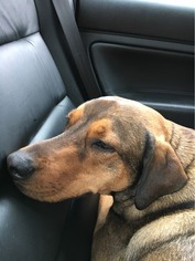 English Coonhound Dogs for adoption in NYC, NY, USA