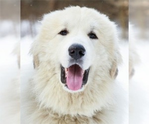 Great Pyrenees Dogs for adoption in Newaygo, MI, USA