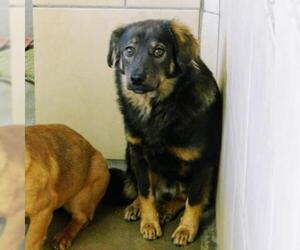 Cavalier King Charles Spaniel Dogs for adoption in Eureka Springs, AR, USA
