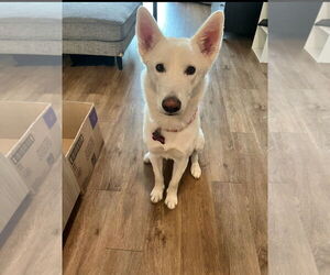 - Mix Dogs for adoption in Chandler, AZ, USA