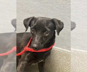 Chihuahua-Unknown Mix Dogs for adoption in Las Vegas, NV, USA