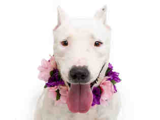 Dogo Argentino Dogs for adoption in Orlando, FL, USA