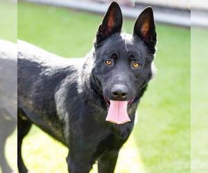 Mutt Dogs for adoption in Camarillo, CA, USA