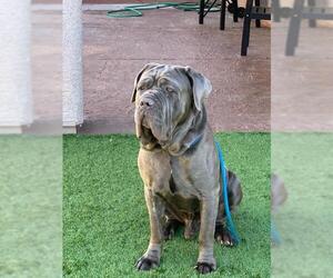 Neapolitan Mastiff Dogs for adoption in Las Vegas, NV, USA