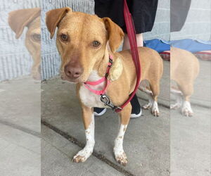 Mutt Dogs for adoption in Woodbury, NY, USA