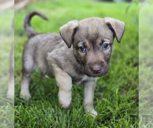 German Shepherd Dog-Unknown Mix Dogs for adoption in Lakewood, CO, USA