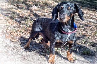 Dachshund Dogs for adoption in Leesburg, FL, USA