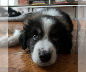 Australian Shepherd-Collie Mix Dogs for adoption in Brooklyn, NY, USA