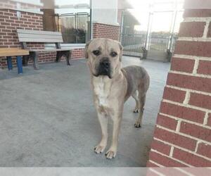 Mastiff-Unknown Mix Dogs for adoption in Grand Prairie, TX, USA