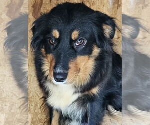 Australian Shepherd Dogs for adoption in Bon Carbo, CO, USA