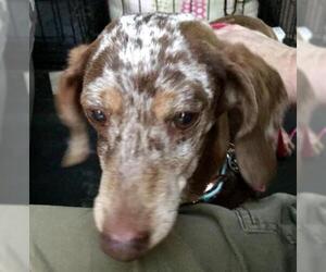 Dachshund Dogs for adoption in Victorville, CA, USA