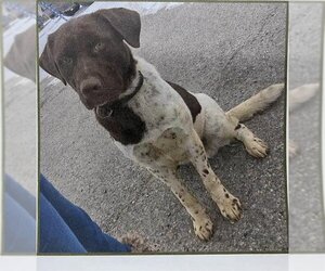 German Shorthaired Lab Dogs for adoption in Orange, CA, USA