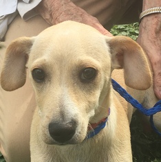 Chiweenie Dogs for adoption in Canton, CT, USA