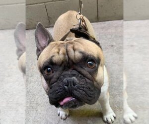 French Bulldog Dogs for adoption in encino, CA, USA