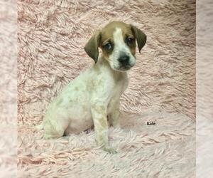 Mutt Dogs for adoption in Chester, IL, USA