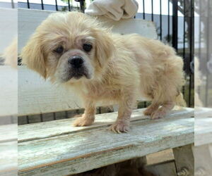 Pekingese Dogs for adoption in Long Beach, CA, USA