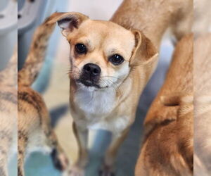 Chiweenie Dogs for adoption in Walnutport, PA, USA