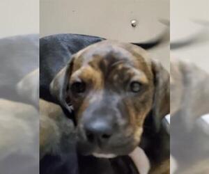 American Bulldog Dogs for adoption in Henderson, NV, USA