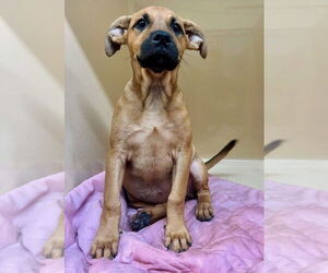 Mutt Dogs for adoption in Canton, CT, USA