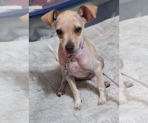 Jack Chi Dogs for adoption in Princeton, MN, USA