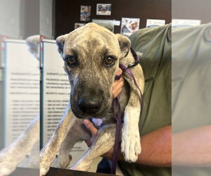 American Pit Bull Terrier-Siberian Husky Mix Dogs for adoption in Stockton, CA, USA