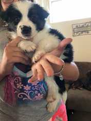 Medium Photo #1 Border Collie-Unknown Mix Puppy For Sale in Tucson, AZ, USA