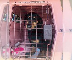 Dachshund Dogs for adoption in Benton, LA, USA