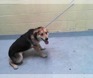 German Shepherd Dog-Unknown Mix Dogs for adoption in Tulsa, OK, USA