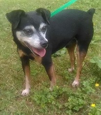 Miniature Pinscher-Unknown Mix Dogs for adoption in Bealeton, VA, USA