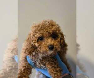Cavalier King Charles Spaniel-Unknown Mix Dogs for adoption in New York, NY, USA