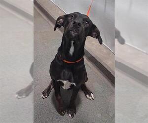 Mutt Dogs for adoption in Bakersfield, CA, USA