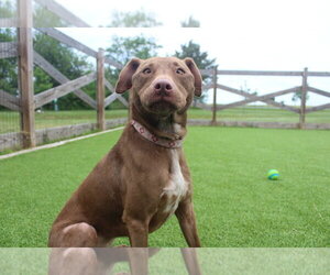 Mutt Dogs for adoption in Chestertown, MD, USA