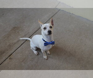 Chihuahua-Unknown Mix Dogs for adoption in McKinney, TX, USA