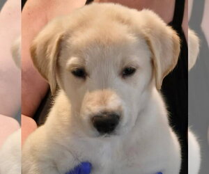 Great Dane-Labrador Retriever Mix Dogs for adoption in Bullard, TX, USA