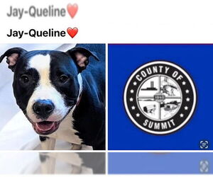 American Pit Bull Terrier-Staffordshire Bull Terrier Mix Dogs for adoption in Akron, OH, USA