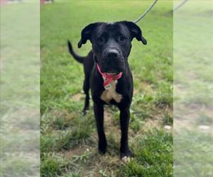 Labrador Retriever Dogs for adoption in Forestville, MD, USA