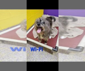 Cairn Terrier-Unknown Mix Dogs for adoption in Metairie, LA, USA