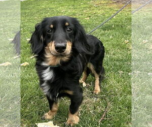 Dachshund Dogs for adoption in Arlington, VA, USA
