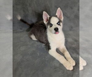 Siberian Husky Dogs for adoption in PIPE CREEK, TX, USA