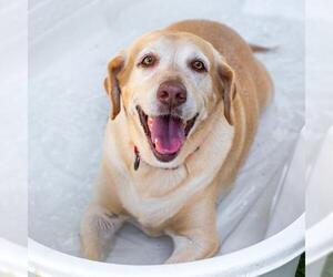 Labrador Retriever Dogs for adoption in Bonita Springs, FL, USA
