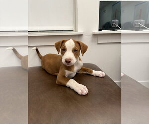 Boxador Dogs for adoption in MIDWAY, UT, USA