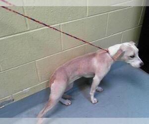 American Pit Bull Terrier-Unknown Mix Dogs for adoption in Tulsa, OK, USA