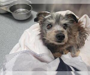 Cairn Terrier Dogs for adoption in Orange, CA, USA