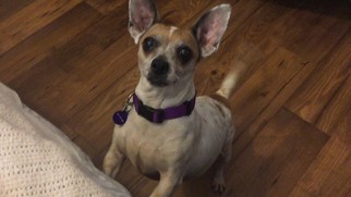 Small Chihuahua Mix