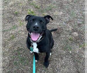 Labrador Retriever-Unknown Mix Dogs for adoption in Ocala, FL, USA